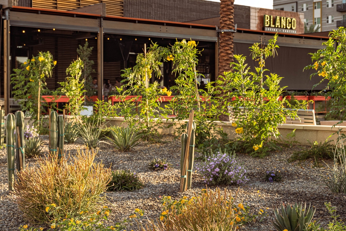 ASU Novus Place Drought Tolerant Plantings