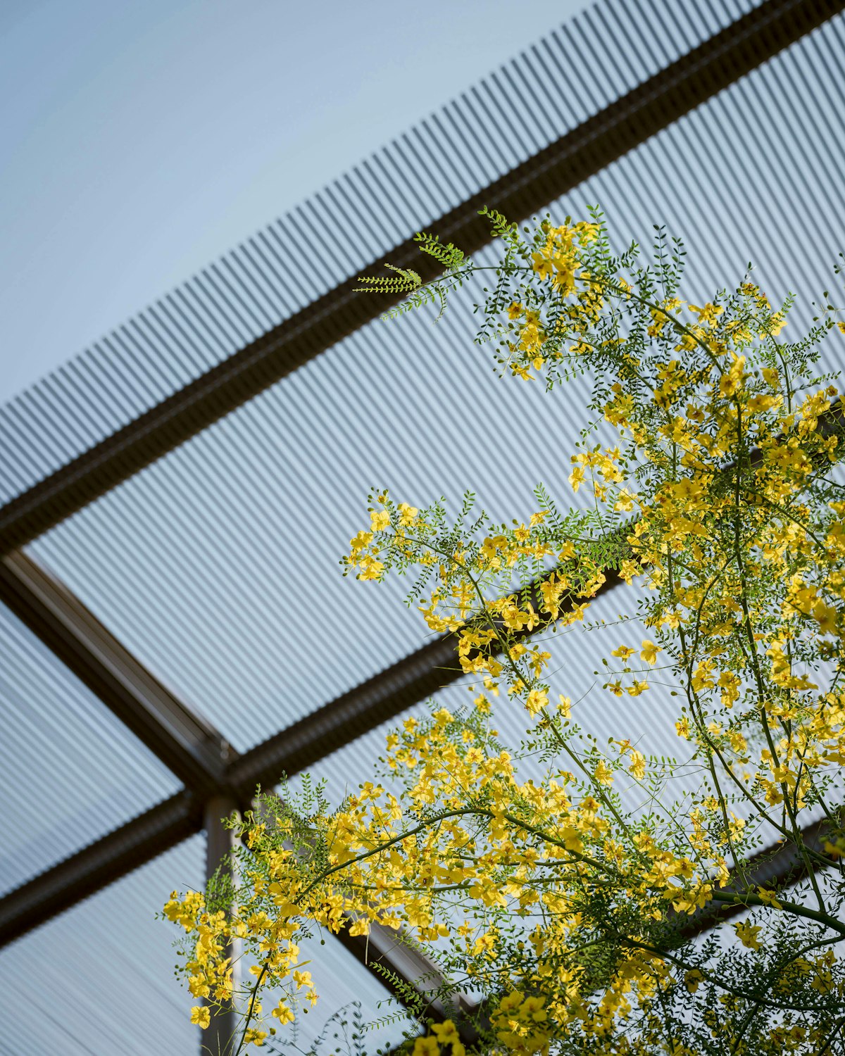 Avondale Civic Mid 1