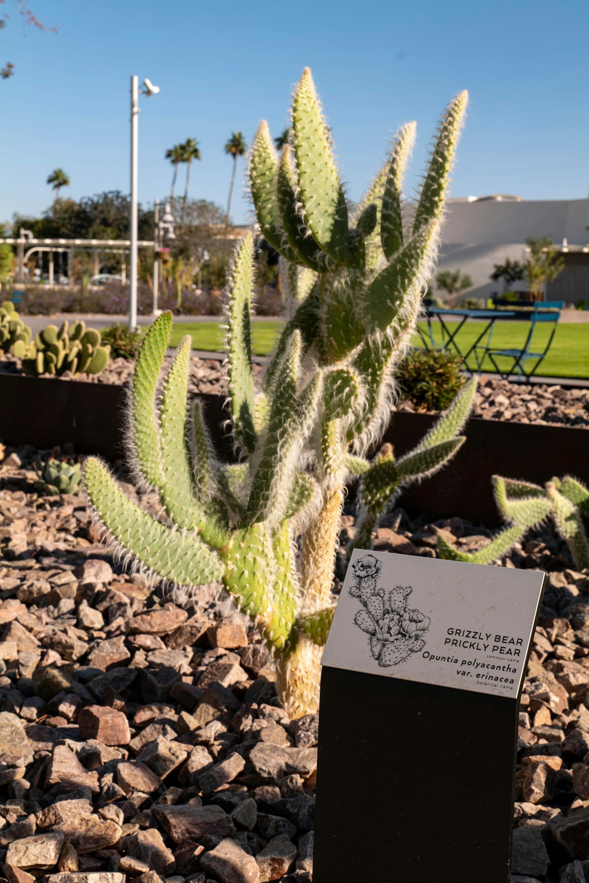 Scottsdale Civic Mid 2