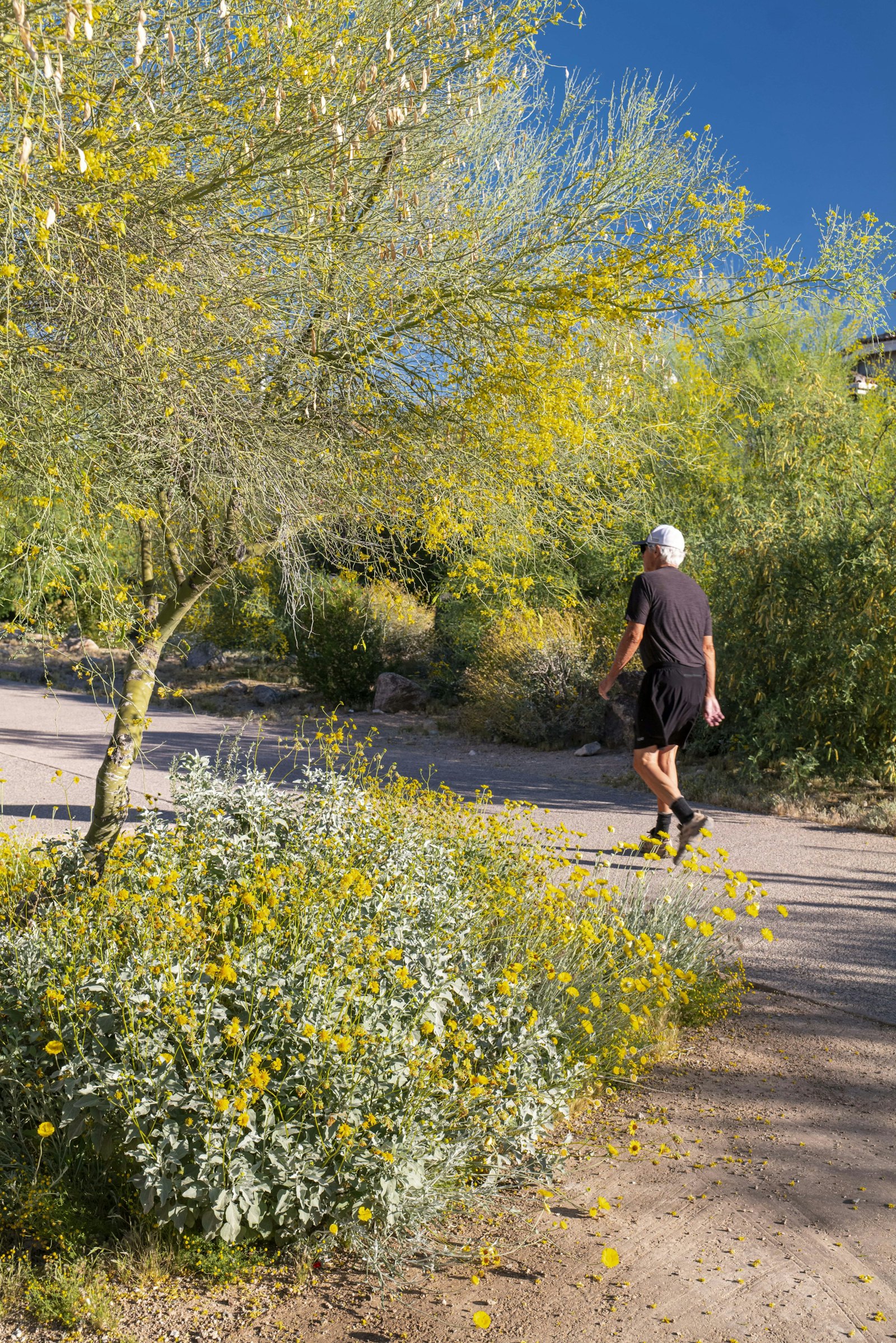 Cholla Trail Two Col 1